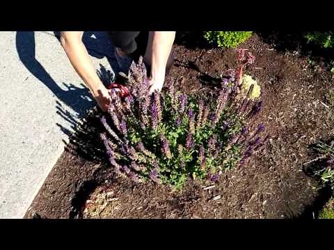 Salvia pruning