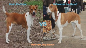 Comparing Brian Plummer Terrier and Schweizer Laufhund: A Dog Lovers Guide