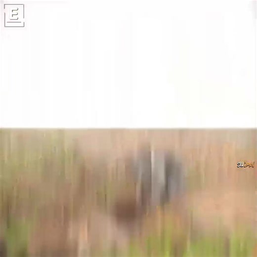 Purest love ❤️🥹 | Endless pain