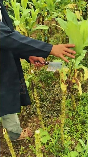 Tobacco Stalk Harvesting and Manual Cutting Technique 🌿🔪 #ASMR #Satisfying #LabeeqAgriFarm