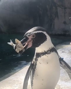 5K views · 407 reactions | Shake those feathers & grab a snack, back to school is right around the corner!  This school year is going to look different for many families. Our penguins can make the transition a little more joyful by wishing your students good luck! Learn more:cameo.com/philadelphiazoo | Philadelphia Zoo | Facebook