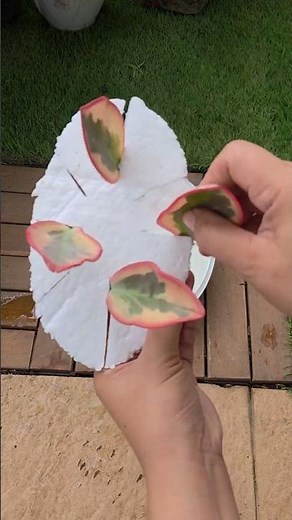 Transform One Gorgeous Plant Into Many! 🌿✨ Peperomia Propagation Hack