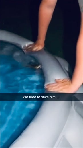 I tried my best #pool #meme #frog | frog video