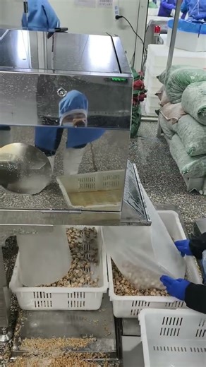 X-RAY Color Sorter for Clam Sorting | Remove Empty Shells & Foreign Materials #jiacui