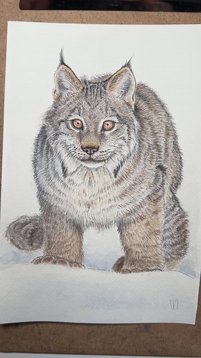 Lynx #watercolorpainting #painting #watercolor #art #cat