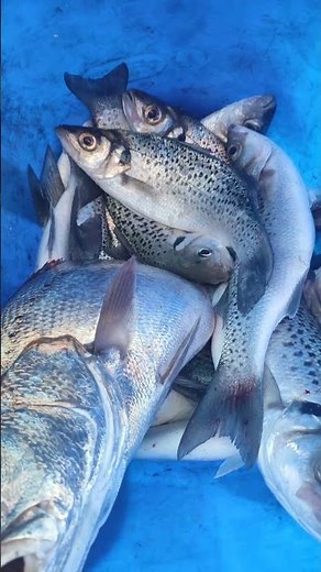 حصيلة الصباح نشاركه مع الصحاب طعم راݣلوا الهيبريد الإصطناعي #صيد#الداخله#fishing #pêche#اكسبلور#سمك