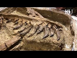 ‘Baby’ tyrannosaur fossil unearthed in Montana