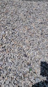 Missing Filemon on Reels