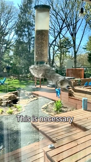 How to keep squirrels away from bird food