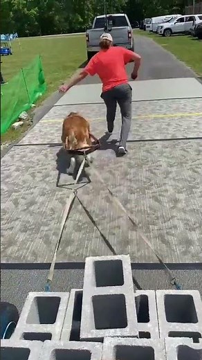 How do I know if my dog likes canine weight pulling?