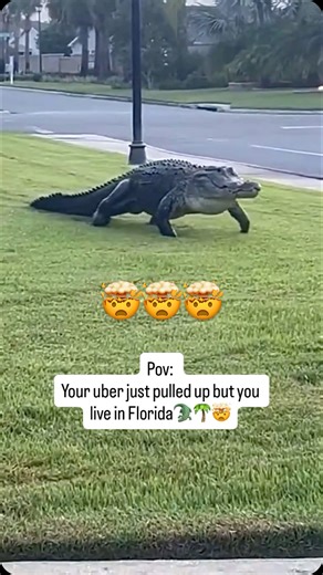 TAMPA WEEKLY on Instagram: "Pov: You live in Florida and it’s just another Tuesday🌴 This is the type of stuff that happens when you’re trying to sell your house…🏠 Holy sh*t that’s one big boy 🤯🐊 📍Florida — What are you doing in this case scenario? Wrong answers only. 😂 —— via @ aliencoremuzik on threads #tampaweekly #tampabay #tampa #florida #somewhereinflorida #floridalife #floridaliving #explorepage #reels #fyp #fy #realestate #foryou #fypage #foryoupage #alligatorclips #alligator #flori