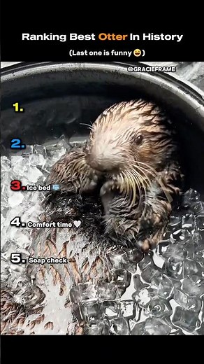 Top 5 Cutest Otter Moments Ever! 🦦😄| You Won’t Believe #1