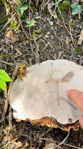 You can draw on this fungus #fungi #foraging #wildfood