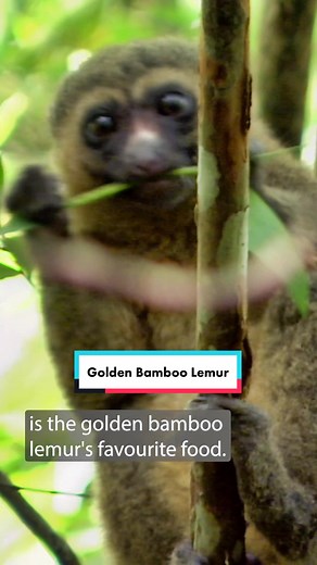 There are estimated to only be around 600 - 1000 golden bamboo lemurs left in the wild! #wildkratts #lemur #goldenbamboolemur #wildlife #animals #learnontiktok