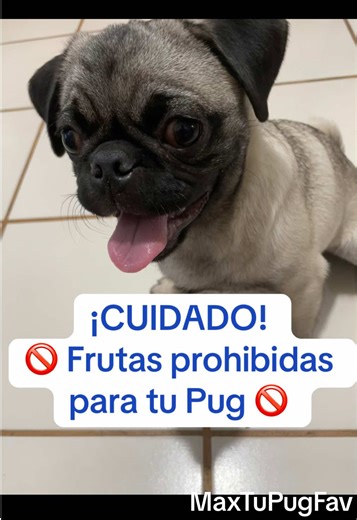 Frutas Peligrosas para Pugs: Lo que Debes Saber