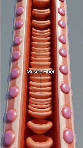 Muscle Fiber Structure #viral #biologyeducation #medicalscience