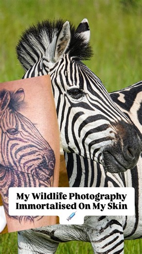 Tarzan Wildife Photography 📸🐊🦩🦅🦥🐘🦒🦁 on Instagram: "Today I immortalised one of my favourite portraits of one of my favourite animals! I captured this shot of this beautiful zebra while at @imire.zimbabwe wildlife reserve in Zimbabwe earlier this month 😍"