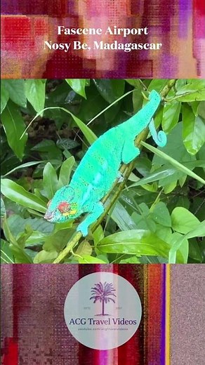 Chameleon - Nosy Be, Madagascar