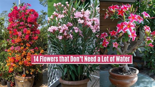 14 flowers that stay blooming even for beginner gardeners