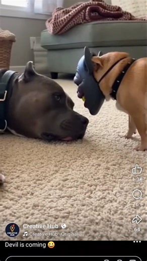 Dora and Teddy part - 1 #funnyshorts