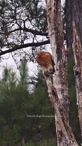 3.8K views · 55K reactions | Red-shouldered Hawk | Srikanth Boga Photography | Facebook