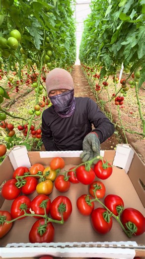 Harvesting Tomatoes: Techniques for Successful Farming