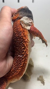 40K views · 366 reactions | The blockbuster unzipping and tearing the skin is here video pet experience lion #Decompression #Climbing #Maned #Immersive #Original | Tessa | Facebook