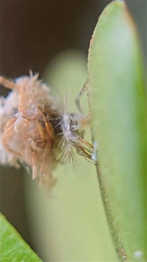 Lacewing larva #biodiversity #insects #entomology #nature #insectsoftheworld