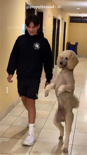 This Dog Can Walk Like A Human 😍 #shorts #dog