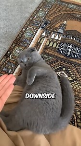 138K views · 8.5K reactions | The Truth About Munchkin Cats!  #CatFacts | Pet lovers | Facebook