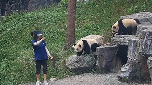 305K views · 9.8K reactions | - Why do pandas keep following nanny? - Because they know nanny will feed them with delicious snacks. (Pan Wang’s cubs) #HiPanda #CCRCGP #BestJobInTheWorld For more panda information, please check out: https://en.ipanda.com | iPanda | Facebook