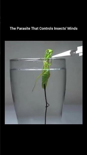 The Parasite That Controls Insects’ Minds 🧠🐛 | How Horsehair Worms Force Suicide Jumps