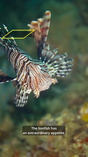 Understanding the Lionfish: Ocean's Strategic Predator