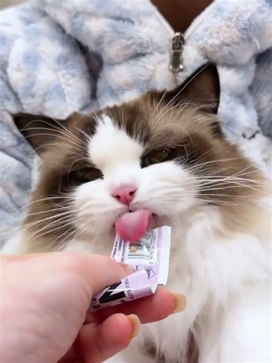 She s looking for me to eat#Ragdoll cat#Cute Pet Debut Plan.#Meng chong s daily record#A p