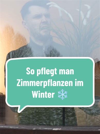 Gewinnspiel und Anzeige| Meine Zimmerpflanzen brauchen im Winter nicht viel. Ab und an mache ich die Blätter sauber und benutze dabei das Liposam Netz und Haftmittel von Let's Grow. Das pflegt die Blätter und hält das Wasser besser in den Zellen. Das Produkt ist natürlich auch in meinem Bodenständig Onlineshop erhältlich, wenn es euch interessiert 🌱 Richtig cool, dass wir im neuen Haus jetzt auch wieder mehr Zimmerpflanzen haben können 😍💪 Mit Let's Grow zusammen verlose ich 3x zwei Eintrittsk