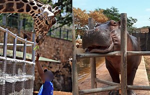 Vuelve la diversión al "Parque Animaya" de Mérida con estrictas medidas sanitarias