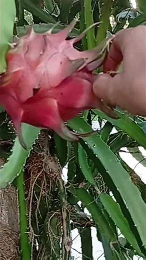 wow madame bunga Yung dragon fruit mga kababayan like share