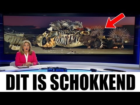 Florida bleef maandenlang zijn krokodillen verliezen – wat ze uiteindelijk vonden is angstaanjagend