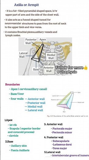 Axilla/boundaries/contents/full content/Armpit #anatomy