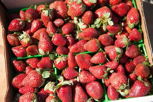 Try Louisiana's Super-Seasonal Ponchatoula Strawberries While You Can