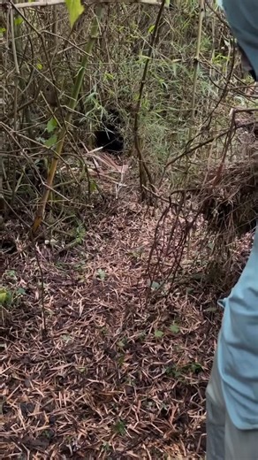 Walk with Primates on Instagram: "Gorilla trekking experience Have you ever seen a gorilla becoming a silverback, how the hair becomes silver. In every gorilla family you can’t miss to sight one gorilla trying to become silverback. Inquiries and bookings Email: hibujjiivankins@gmail.com What’s +256-757050451 #uganda #walkwithprimates #gorillas #africa #travelphotos chimpanzee travelgram visituganda travelphotography uganda🇺🇬 travelling gorilla trekking trek trekker luxury wildlife death love t