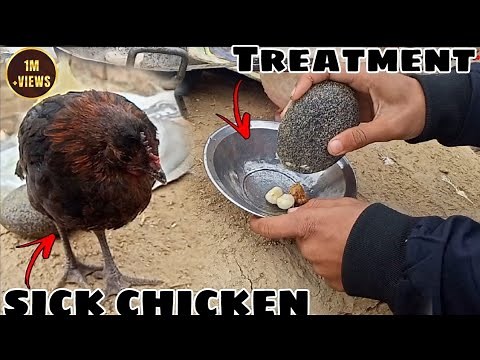Best Home remedies for sick chickens | Best medicine for sick chickens | House Poultry
