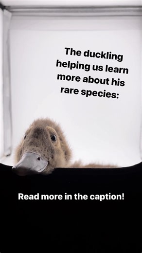 2.1K views · 185 reactions | Three spectacled eider ducklings have hatched at the ASLC, and our staff have been taking developmental photos at every stage of their growth! These arctic sea ducks grow extremely fast, and we have the unique opportunity to learn about their growth rate here at the ASLC ❤️ | Alaska SeaLife Center | Facebook