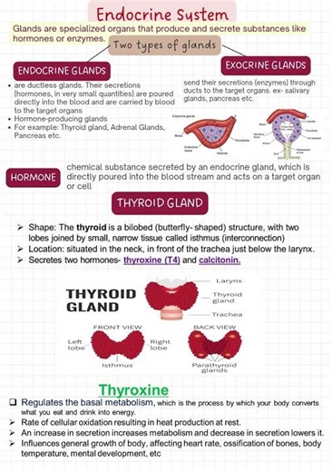 Thyroid Gland- Structure and functions |Endocrine System - #shorts #science #biology #icse #cbse