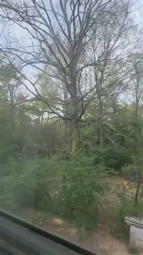 And the Big Oak in my back yard is down! #timber #fallentree