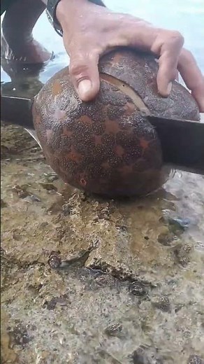 Amazing Fish Cleaning in Shallow Water 🐟🔪
