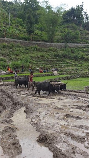 Traditional Paddy Farming in the Himalayas | Women Transplant Rice by Hand & Oxen Plow Mud Fields