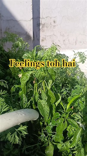 ekdam gao jaisa feelings | mini vlog by @vlogwithmanish055 #viralvideo #minivlog