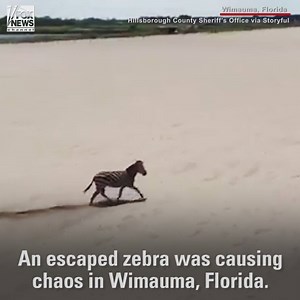 A zebra on the loose caused a traffic crash in Wimauma, Florida on Friday. The zebra ran into the side of a Ford pickup truck before being corralled by police. | Fox News