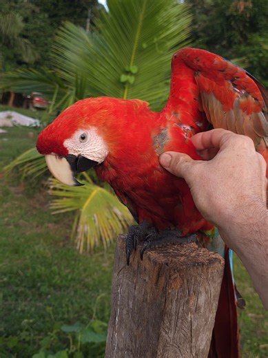 Scarlet Macaw Enjoys Mangos and Shows Off Talkative Skills